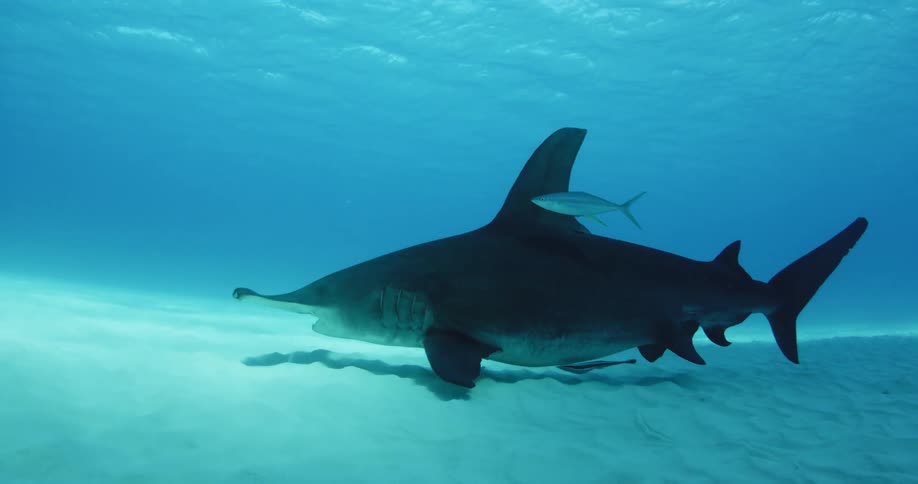 A shark is moving slow on the bottom of the ocean