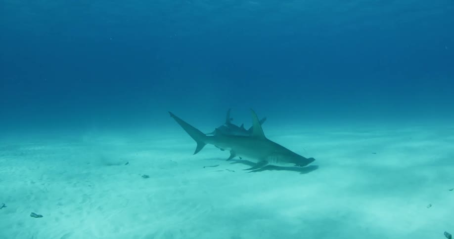 Two hammerhead sharks swimming close to the bottom