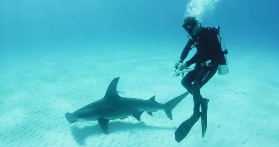 A scuba diver cutting a piece of fish for a hammerhead shark while underwater