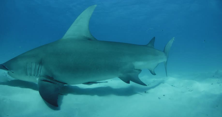 Lone hammerhead shark swimming through the waters