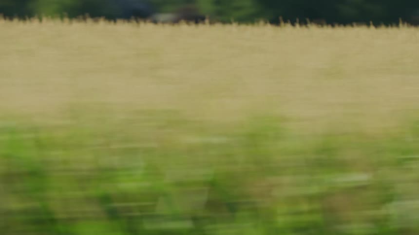 Rapidly passing by a huge field of corn being grown in the heartland