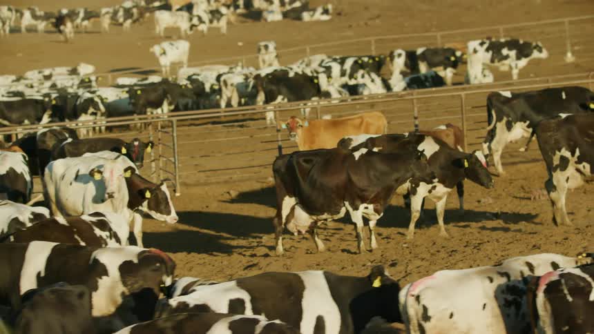 Herds of cows standing on the dirt in a feedlot as seen from a moving vehicle