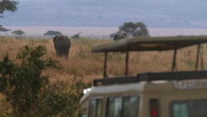 Vehicles travel through a grassland as a pair of elephants graze nearby