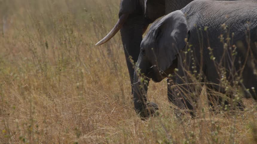 Adult and baby elephant eating plants at the savannah