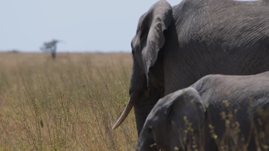 An elephant grazing with its baby in a grassy field
