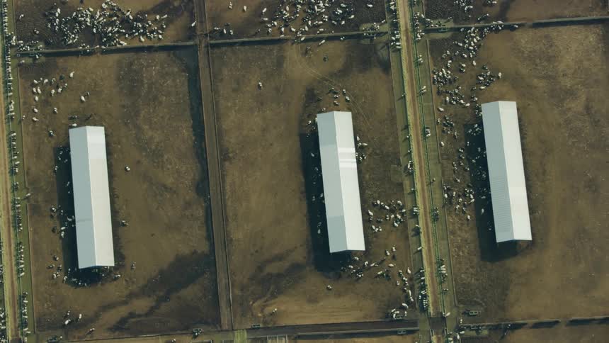 Aerial shot of a massive cattle feedlot in the United States agricultural heartland