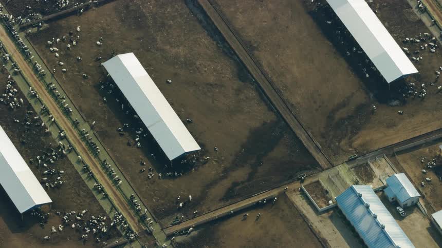 An aerial view of cattle feed lot showing the scale and immensity of feeding the USA