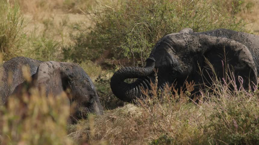 Two elephants fight among brush shoving at each other