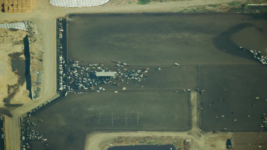Aerial shot of a cattle feedlot showing the expanse and scale of food production in the United States