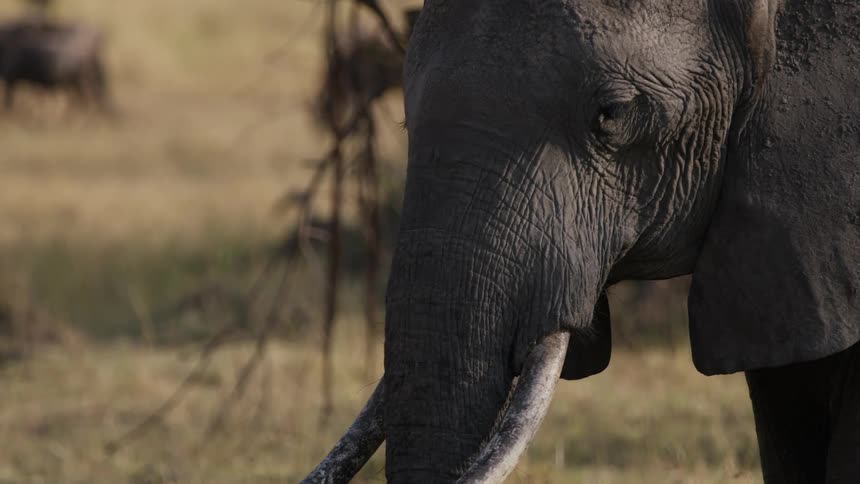 An elephant grazes in a grassland during the day
