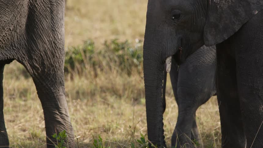 A group of elephants are grazing and browsing in a field