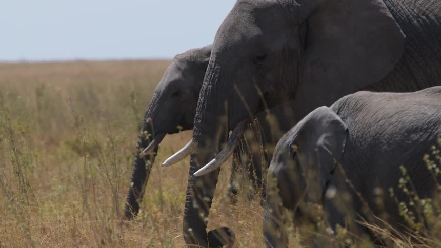 A family of elephants are grazing in a field moving their trunks between their tusks