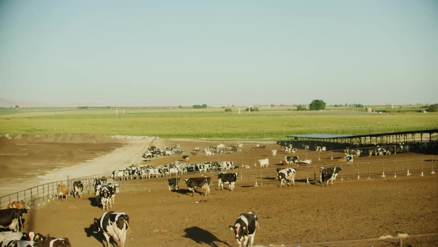 Cows in a massive feedlot in the rural reaches of western USA