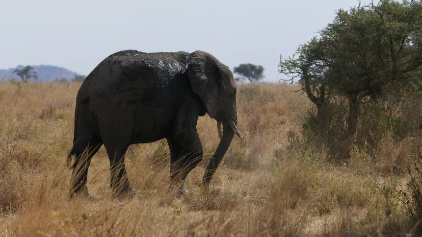 A large elephant picks up dirt with its truck before tossing it and walking behind a tree