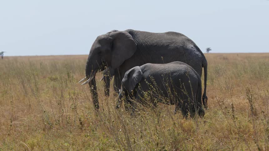 A baby elephant stands next to an adult elephant in a grassland