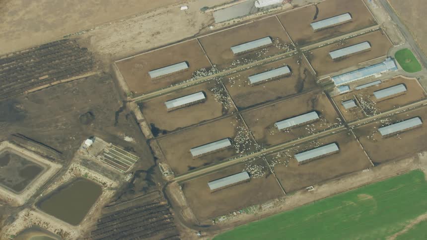 An aerial view of a massive cattle feedlot in the western United States