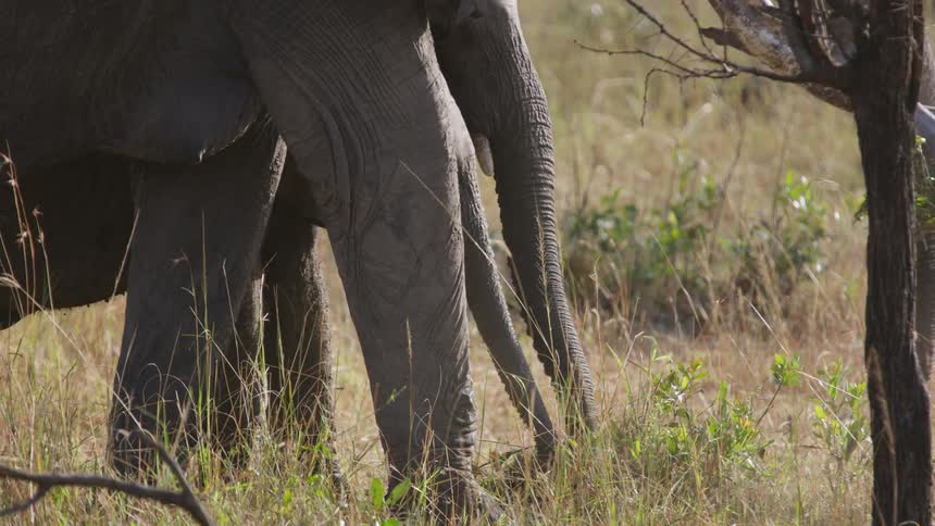 Herd of elephants graze and uproot a stump