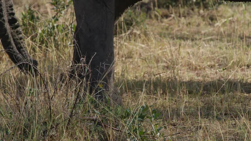 An elephants feet are seen as it walks across the dry grass