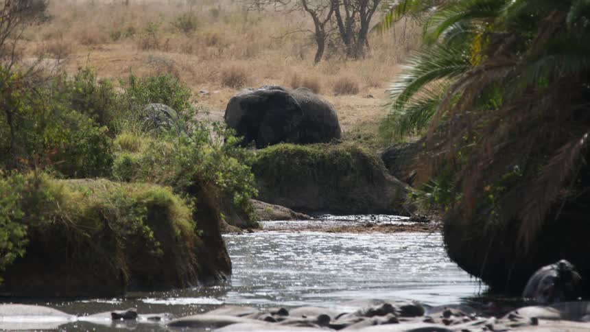 Elephants standing near a flowing river in nature