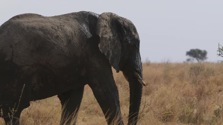 An elephant moves its ears as it walks across a field and the trunk hangs between the tusks followed by another elephant