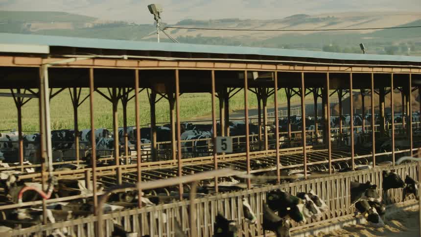 Aerial view of livestock feeding on a feed yard on a farm at daytime