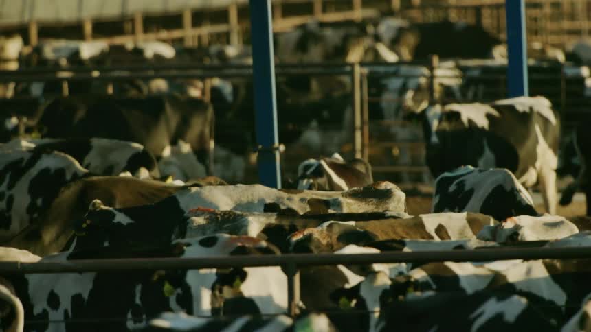 A herd of cows search for food in a massive feedlot