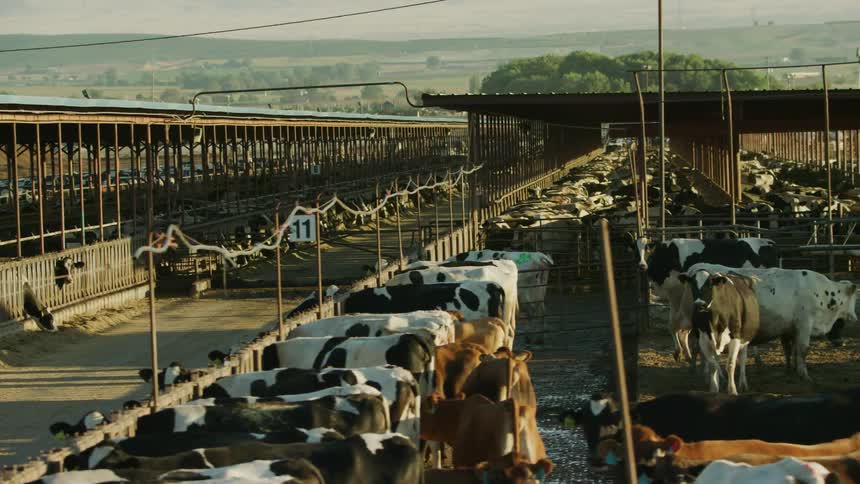 Hundreds of cows feed in industrialized food production in Western USA