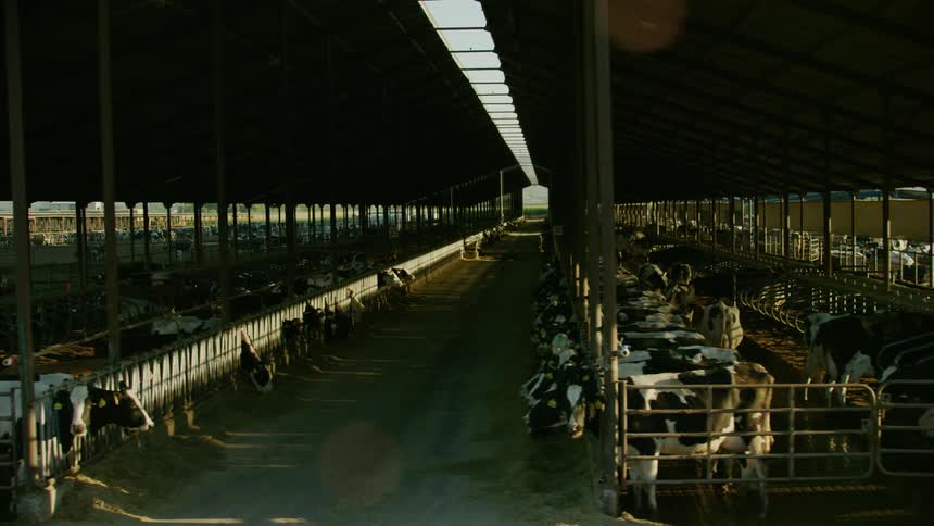 Truly showing the massive scale of cattle food production in industrial agriculture