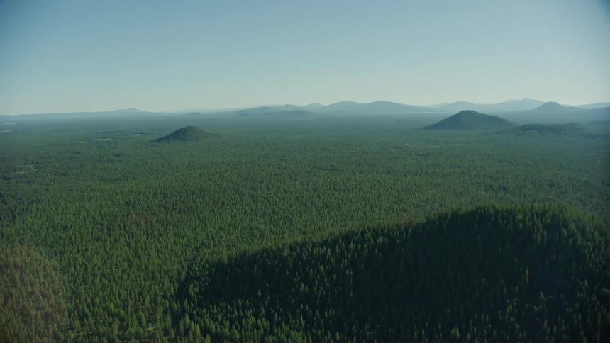 Aerial view of an extensive pine forest growing tall with cinder cones and volcanic debris