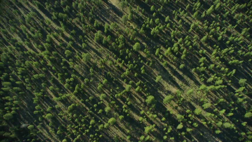 Aerial shot of tall trees in extensive forest cast long shadows