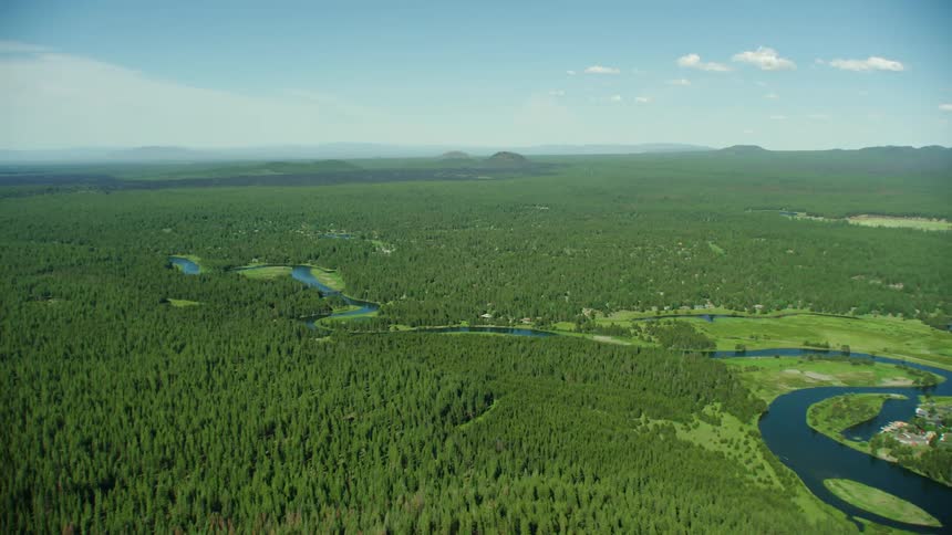 Aerial helicopter view of a river winding around an extensive pine tree forest in late afternoon light