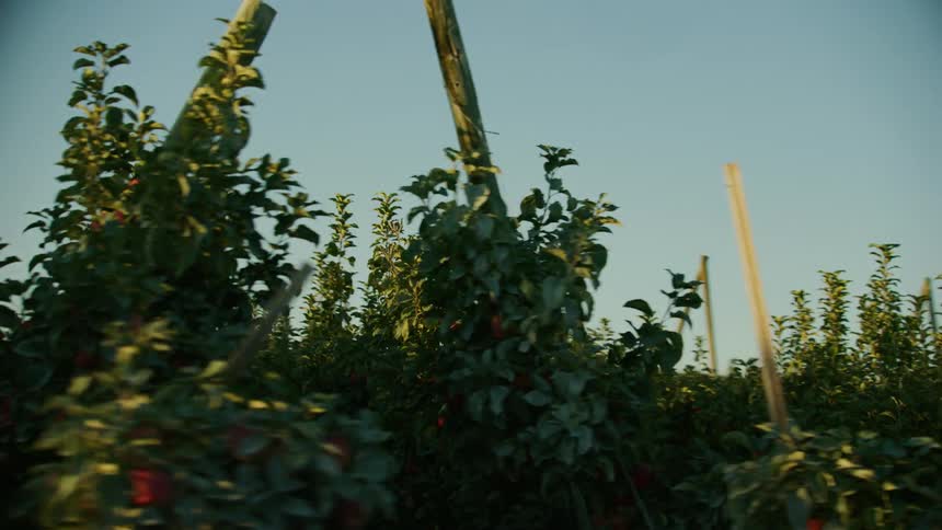 Red Apples grow in a perfectly manicured orchard deep in the sunset hills of eastern Washington, a region that heavily relies on irrigation and pumped water