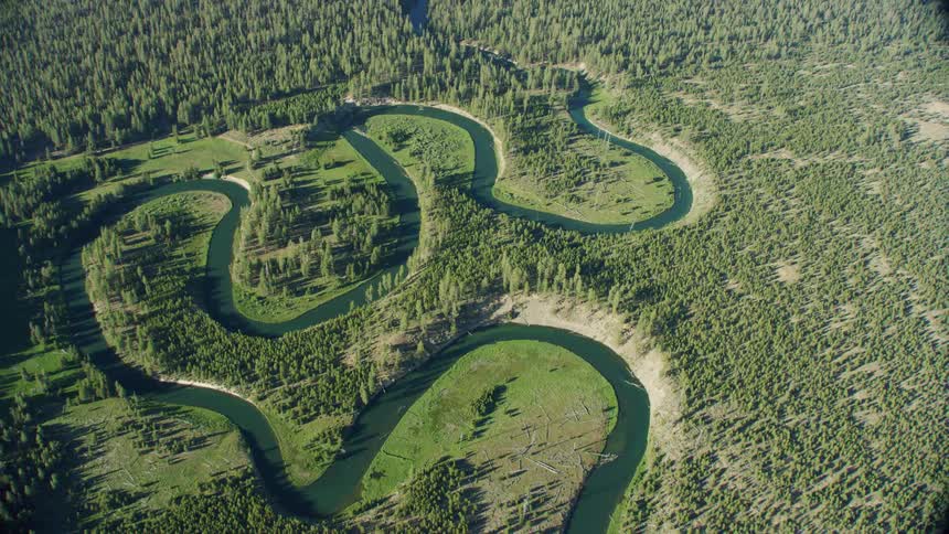 A perfect meandering river weaves through pristine pine trees and green grass in this aerial shot of a winding meandering river with sandy beaches