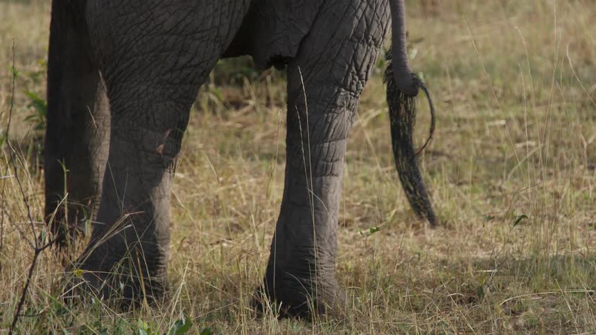 Elephant tail moving left to right over the grass in the savanna