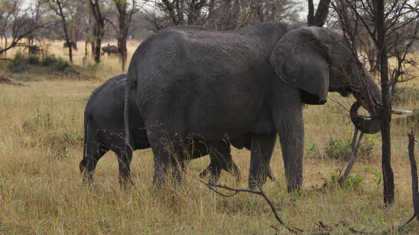 Elephants are grazing on grass outdoors