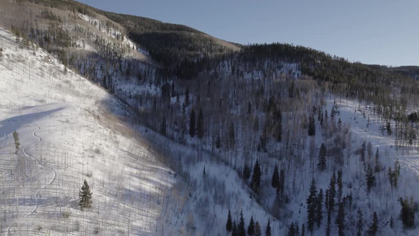 Tall pine trees are scattered upon the slope of a snow covered mountain