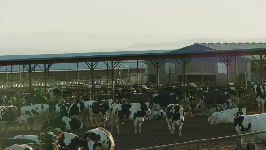 A large herd of cows eat while at a massive feedlot in an Americana scene