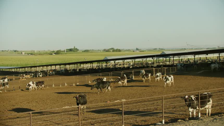 Dozens of cows graze in a feedlot in the western USA