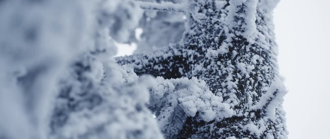 Snow covered tree branches in winter