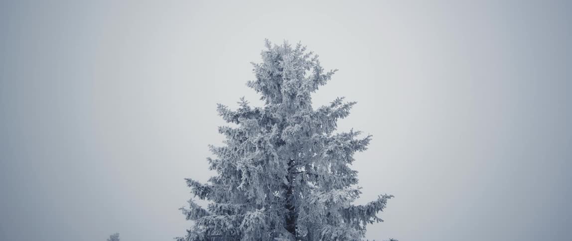The tree is covered in frost