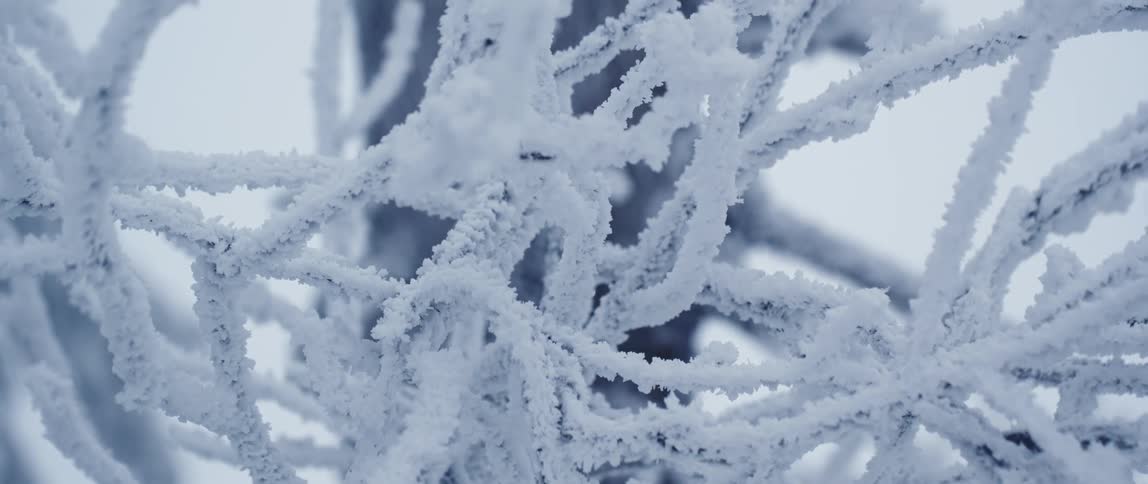 Close up of snow building up the branches of a tree outdoors at daytime