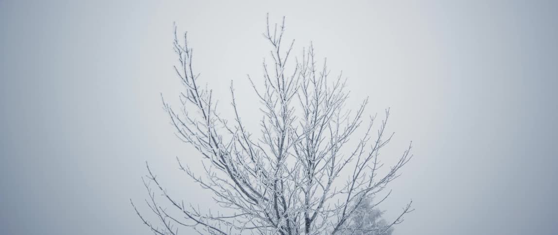 Snow covered branches on trees are displayed