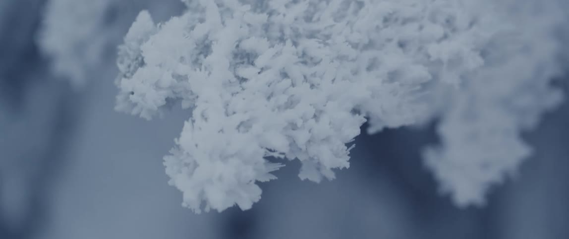 A snow covered tree branch in winter