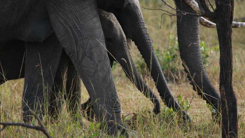Close up view of elephants grazing on grass