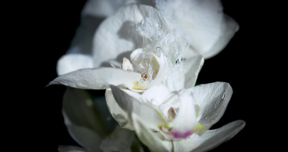 Soft white liquid ink flowing down the petals of a white submerged flower