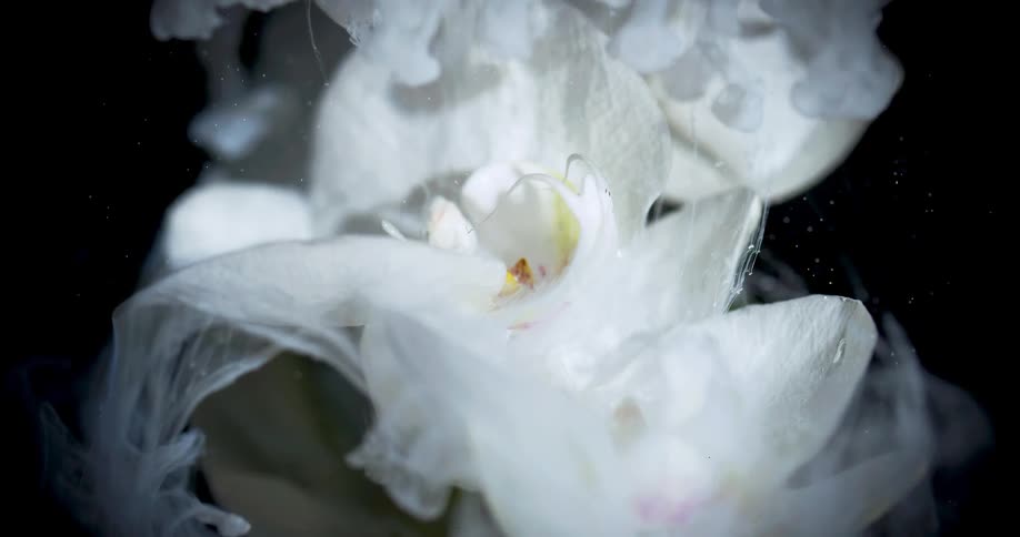 Smoke slowly envelopes a white flower