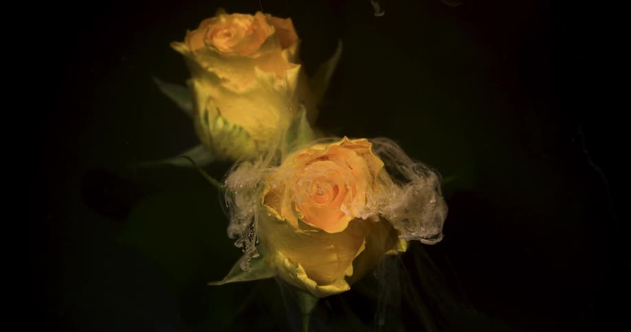 The liquid pours on the yellow flower