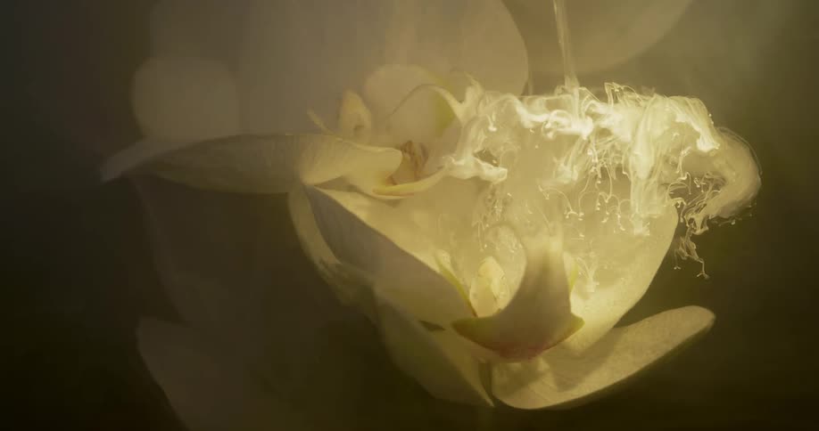A liquid is poured onto a flower submerged under water