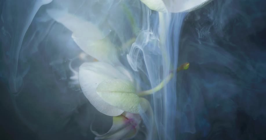 Pale vapor falls down onto pale pink and white petalled flower