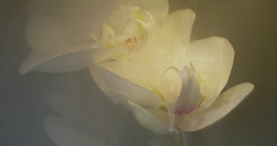 Pale vapor flows down onto then down from white petals of flowers